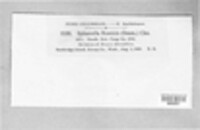 Venturia rumicis image